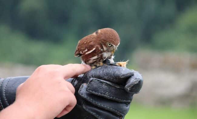 גוזל בשכונת שכונת קיפיסיה
