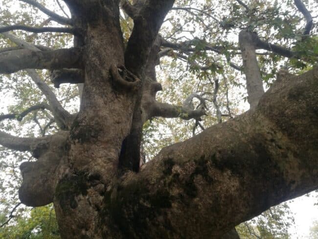 עץ הדולב הענק של צאגארדה - צילום יואב אבני