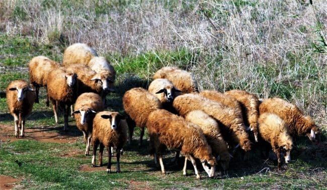 Wild Greece in the Epirus region