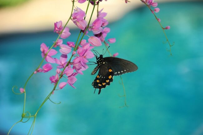 פרפר ליד אגריניו