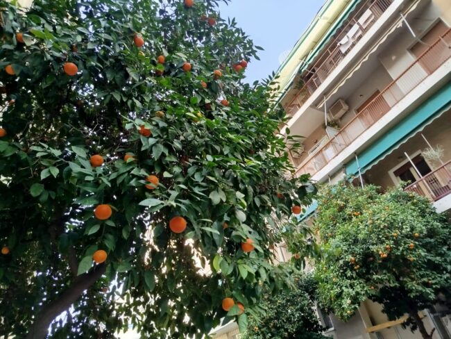 קוקאקי. תמונה: יואב אבני