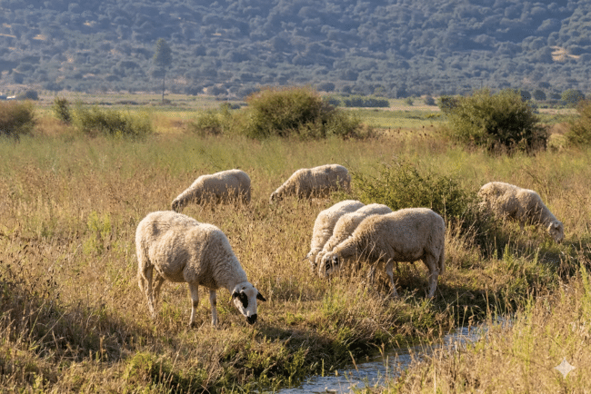 פסטורליות באנטיה